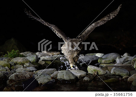 魚を捕らえたシマフクロウ 35661756