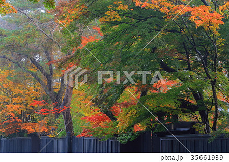 紅葉の角館 紅葉の角館 35661939