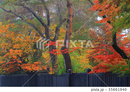 紅葉の角館 紅葉の角館 35661940