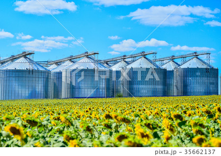 Sunflower oil production plant and sunflower field 35662137