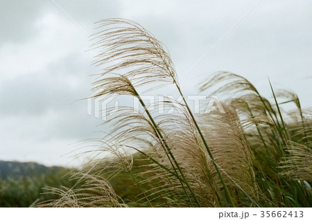 台湾 新北 新北市 35662413