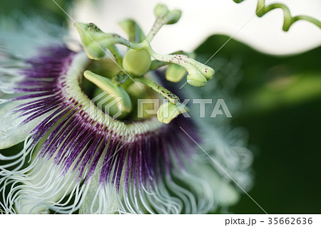 パッションフルーツの花 35662636