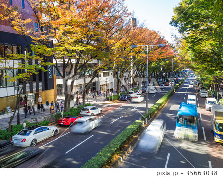 秋の表参道 35663038