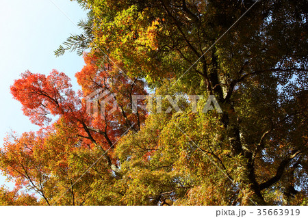 秋の英彦山　紅葉の風景 35663919