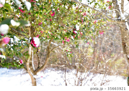 さざんかの花と雪 35663921