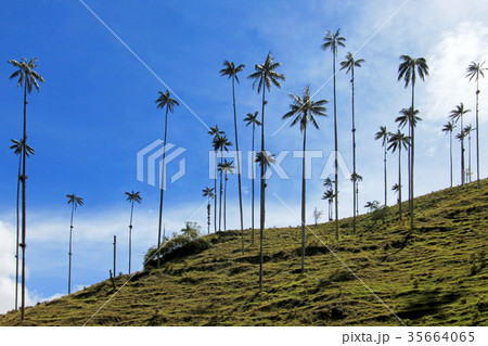 Landscape of wax palm trees in Cocora Valley near 35664065