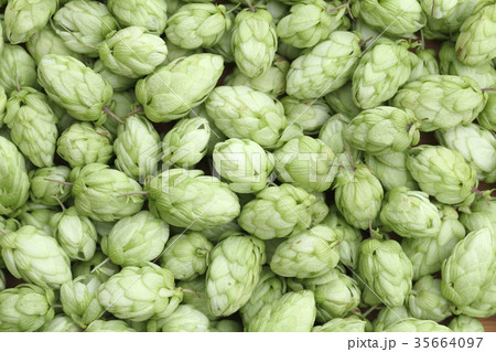 Hop green background 35664097