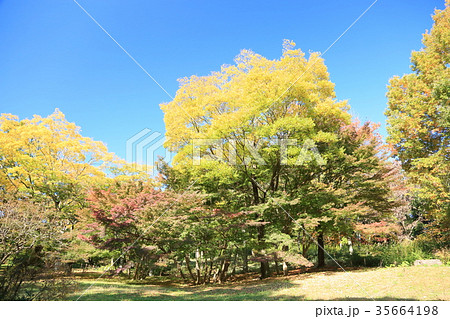 秋の公園　エノキ黄葉 35664198