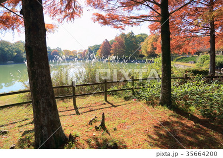 秋の公園 秋の公園 35664200
