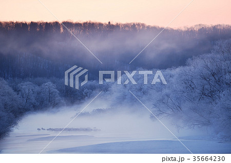 樹氷に包まれたタンチョウのねぐら（北海道・鶴居） 35664230