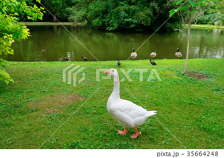 White goose on a green lawn. 35664248