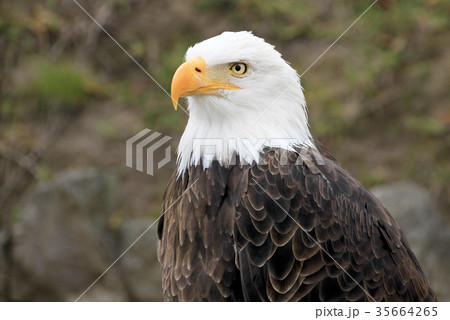Portrait of a bald eagle, haliaeetus leucocephalus Portrait of a bald eagle, haliaeetus leucocephalus 35664265