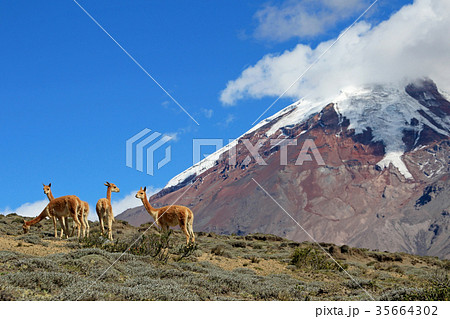 Vicunas, wild relatives of llamas, grazing at Vicunas, wild relatives of llamas, grazing at 35664302