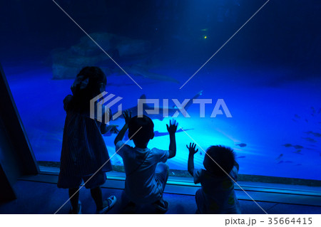 水族館で魚を鑑賞する家族 水族館で魚を鑑賞する家族 35664415