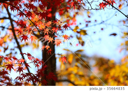 イロハモミジ紅葉 35664835