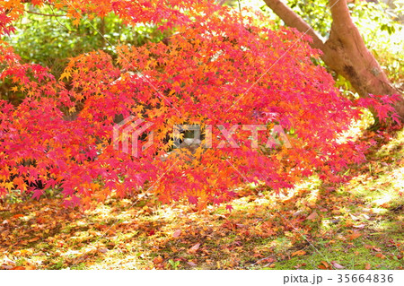 イロハモミジ紅葉 イロハモミジ紅葉 35664836