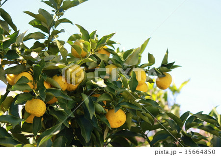 ゆず 35664850