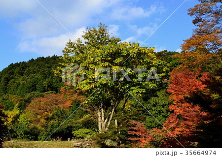 秋の英彦山 紅葉の風景 秋の英彦山 紅葉の風景 35664974
