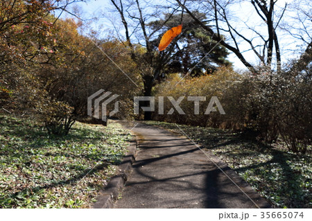 落下中の落ち葉 35665074