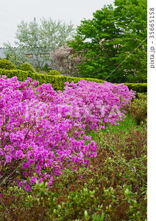 紅紫色が美しいヨドガワツツジ 35665158