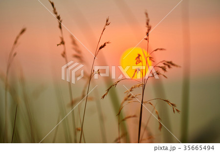 grassland in sunset at baltic sea grassland in sunset at baltic sea 35665494