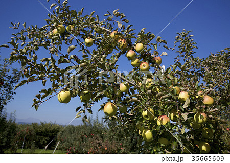 果樹園のりんご(とき) 果樹園のりんご(とき) 35665609