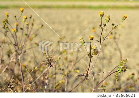 ひっつき虫　コセンダングサ 35666021
