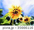 ヒマワリ 花 水彩画 35666116