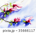 ジャモクリョン 花 フル 35666117