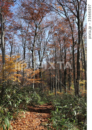 刈込池 トレッキング(福井県 大野市 ハイキング) 刈込池 トレッキング(福井県 大野市 ハイキング) 35666897