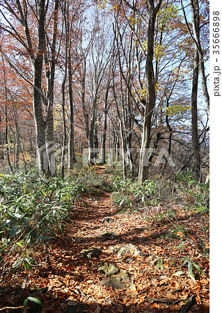 刈込池 トレッキング（福井県 大野市 ハイキング） 35666898