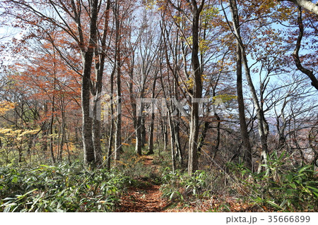 刈込池 トレッキング（福井県 大野市 ハイキング） 35666899