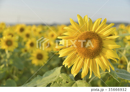 ひまわり ひまわり 35666932