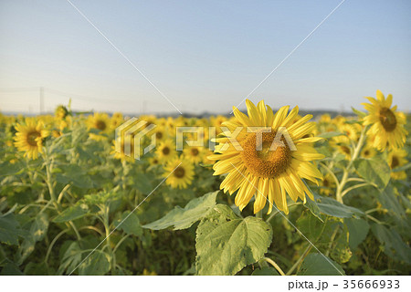 ひまわり ひまわり 35666933