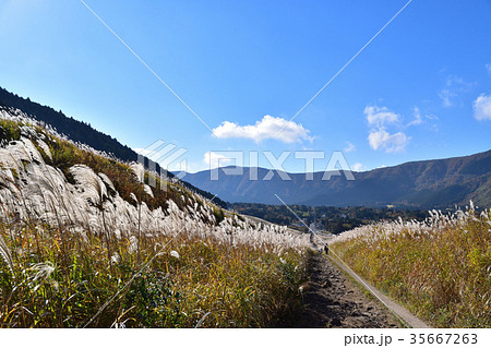 箱根仙石原のススキの風景 35667263