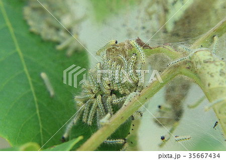 アメシロ（アメリカシロヒトリ）の幼虫 35667434