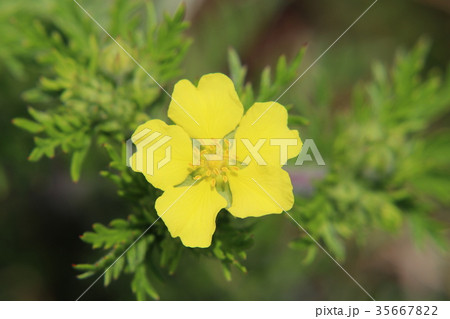 カワラサイコの花 35667822