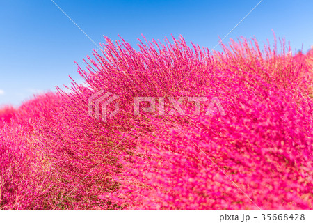 Kochia and cosmos filed Hitachi Ibaraki Japan Kochia and cosmos filed Hitachi Ibaraki Japan 35668428