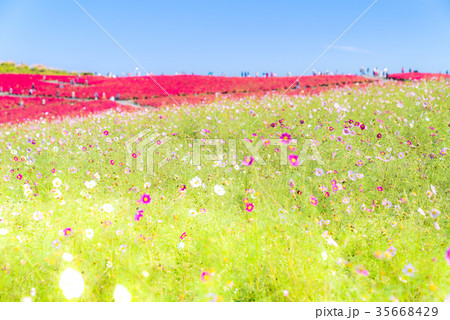 Kochia and cosmos filed Hitachi Ibaraki Japan Kochia and cosmos filed Hitachi Ibaraki Japan 35668429