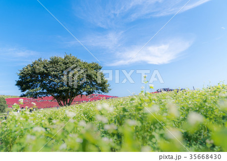 Kochia and cosmos filed Hitachi Ibaraki Japan Kochia and cosmos filed Hitachi Ibaraki Japan 35668430