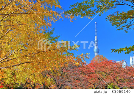 東京スカイツリーと猿江恩賜公園の紅葉 東京スカイツリーと猿江恩賜公園の紅葉 35669140