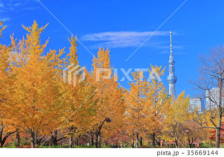 東京スカイツリーと猿江恩賜公園の紅葉 35669144