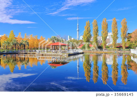東京スカイツリーと猿江恩賜公園の紅葉 35669145