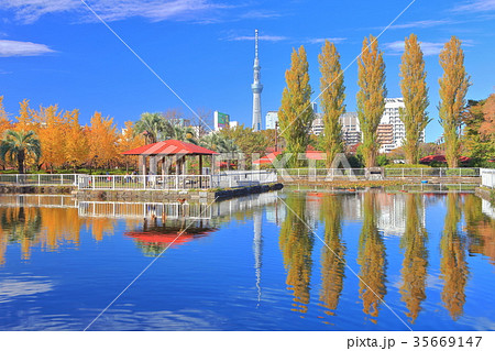 東京スカイツリーと猿江恩賜公園の紅葉 35669147