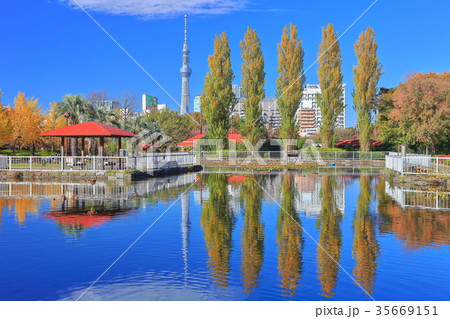 東京スカイツリーと猿江恩賜公園の紅葉 東京スカイツリーと猿江恩賜公園の紅葉 35669151