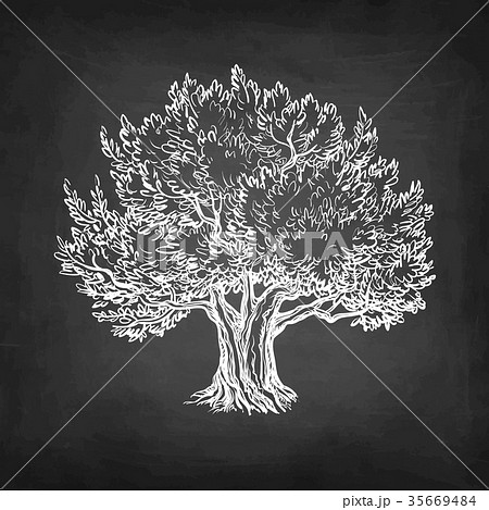 Chalk sketch of olive tree. 35669484