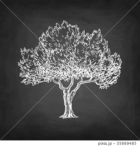 Chalk sketch of olive tree. 35669485