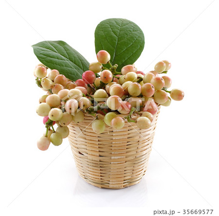 phyllanthus isolated on white background phyllanthus isolated on white background 35669577