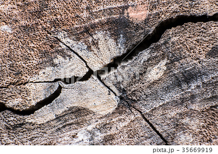 Close-up wood bark of tree background and texture, 35669919