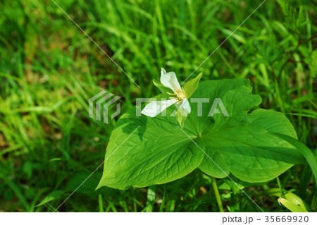 春の野の花・「清き国ぞと憧れ」て北の春に咲くオオバナノエンレイソウ・横位置 35669920